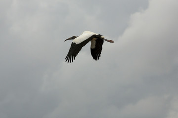 Wood stork flies over the Florida Everglades with storm clouds.
