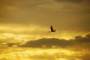 Roseate spoonbill flies into a brilliant Florida sunset.