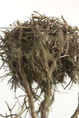 Nest of an osprey at Flamingo in the Florida Everglades.