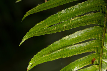 Green leaf with black background 