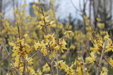 Yellow Flower Flowers Branches Branch Brown Nature Bud Buds Bloom Blooms Blossom Blossoms Asia Asian Plateau Amdo Tibet China Qinghai Xining Twig Twigs 