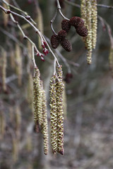 Naklejka premium Spring. An alder. Cones and ear rings./Spring. The nature revives. On alder branches there are last year's cones and new ear rings.