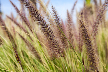 Fototapeta premium le Maroc