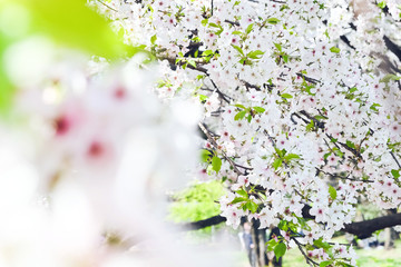 Obraz na płótnie Canvas Cherry blossom season in Tokyo Japan