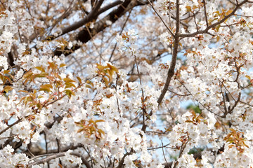 Cherry blossom season in Tokyo Japan