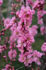 flower flowers blossom blossoms pink tree trees branches branch brown green leaves leaf china qinghai xining amdo tibet tibetan asia asian spring