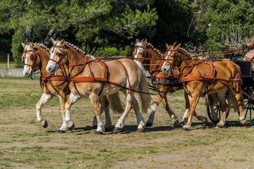 Attelage, dressage, maniabilité.