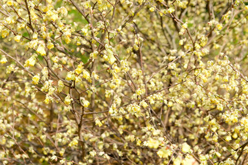 corylopsis pauciflora, Numerous short racemes of primrose yellow flower,The fragrant flowers appear from early to mid-spring.