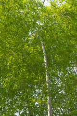 Fototapeta premium 竹林