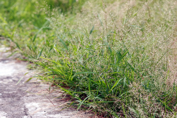 Concrete walkway in the park with little green grass