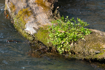 川に浮かぶ流木