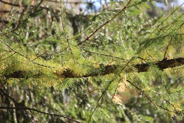 Larch in autumn