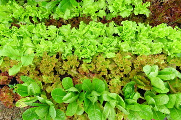 Fototapeta premium Growing Organic vegetable farms for Background.