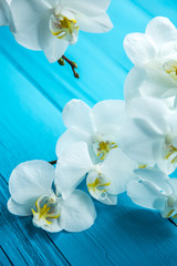 Fototapeta na wymiar White orchids on a wooden blue background