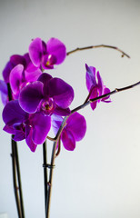 Lilac flower of orchid