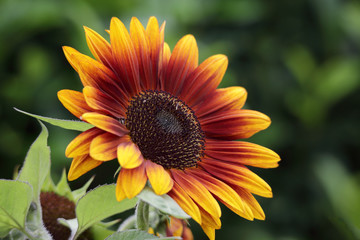 Beautiful sunflower blooming summer