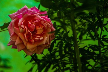 Flor
