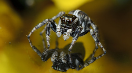 Beautiful Spider on glass, Jumping Spider in Thailand, Plexippus paykulli