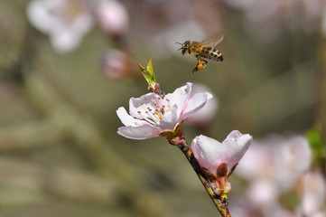 Honey bee collecting nectar on White flower, Honey Bee pollinating wild flower
