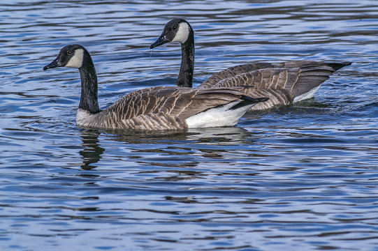 Canada Geese Swimming 