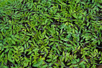 tomato seedlings growing in a greenhouse - selective focus, copy space