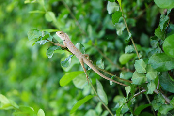Asian small tree lizard on the branches