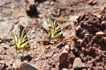 Iphiclides podalirius on the ground. Scarce Swallowtail butterfly taking minerals from ground