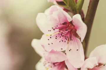 Blooming branches of peach in the spring - selective focus, copy space, vintage style