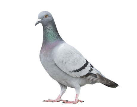 portrait full body of gray color of speed racing pigeon bird isolated white background