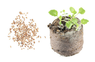 Seeds and seedling of ring bellflower (Symphyandra pendula) isolated on white background