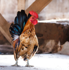 Bantam little beautiful poultry