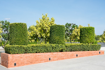 cylinder tree shape in the outdoor garden