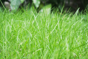 Nature Green Leaves texture background