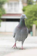 close up full body of speed racing pigeon bird walking on home loft roof