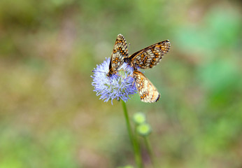 melitaea athalia butterflies 