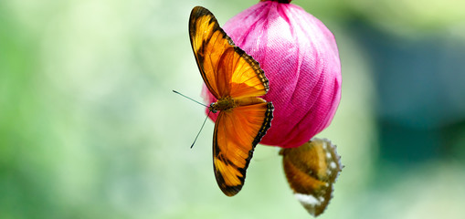 Yellow Buutterfly