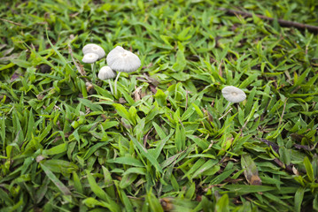 Mushrooms in green field