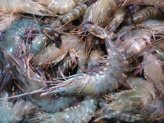 Fresh Shrimp Windu