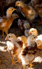Chick in Farm Coop