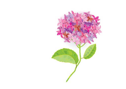 Hydrangea flower with leaves one white background watercolor look,vector illustration