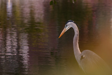 Naklejka premium Great Blue Heron January day 3