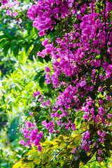 Pink Bougainvillea