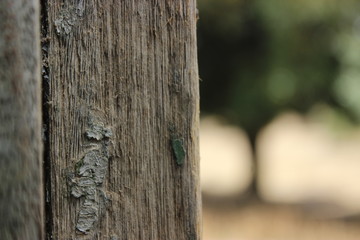 nature