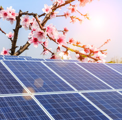 Solar energy panels in the peach forest