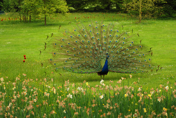 Obraz premium Male of Peacock at nuptial dress. The photo was made in spring time in the famous Bagatelle botanic park near Paris, France