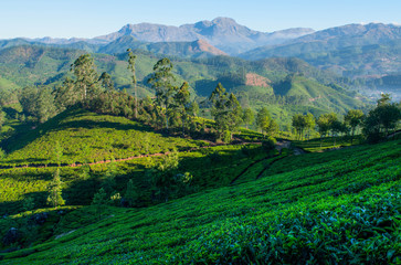 Green tea plantations. Munnar, Kerala, India