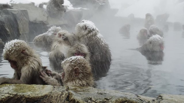 The Japanese Macaque (Snow) Monkeys enjoying a bath in the Onsen of Jigokudani Yaenkoen 