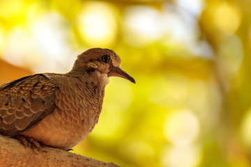 Mourning Dove