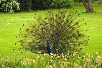 Obraz premium Male of Peacock at nuptial dress. The photo was made in spring time in the famous Bagatelle botanic park near Paris, France