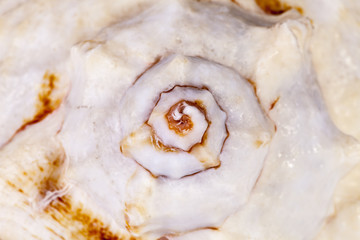 Obraz na płótnie Canvas Background of single sea shell iof marine snail, close up.